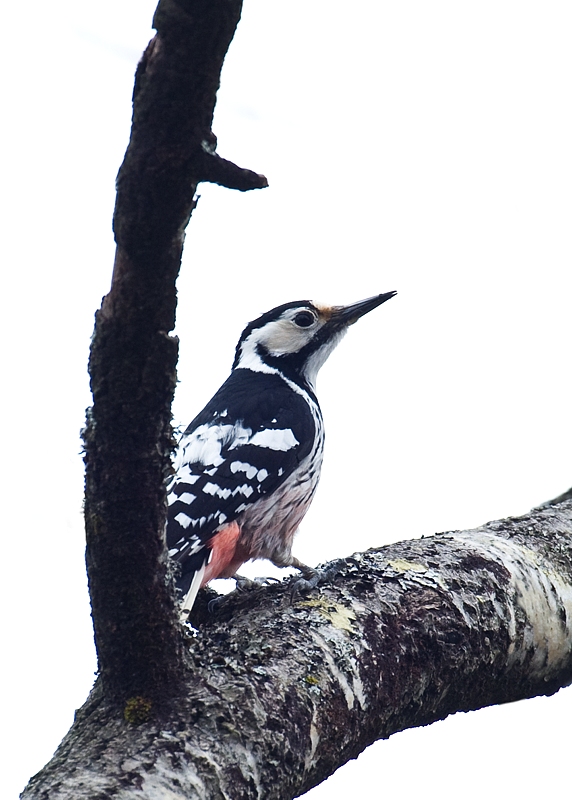 Hvitryggspett - White-backed Woodpecker (Drendrocopos leucotos) female.jpg